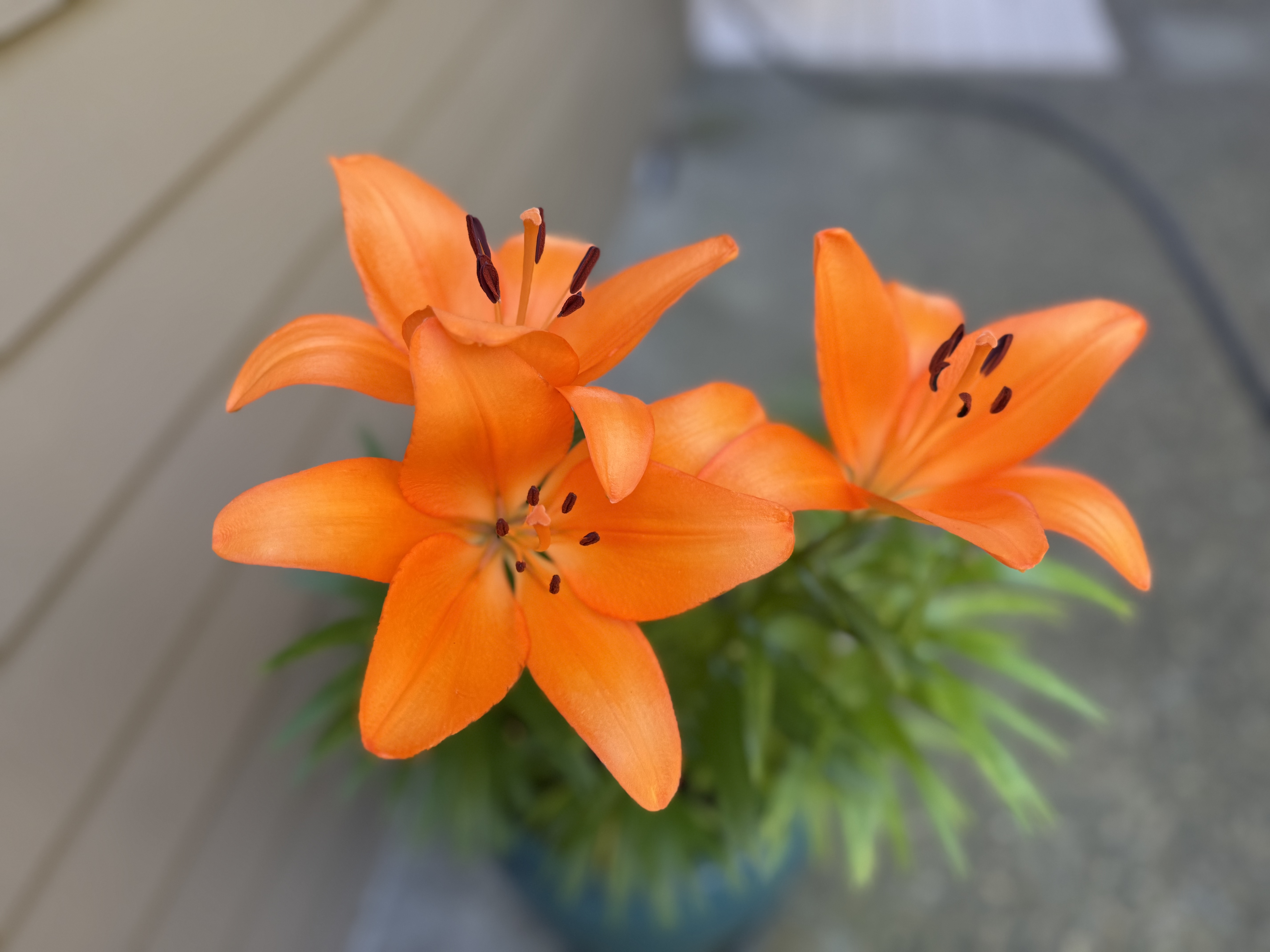 Acceptance — original artwork